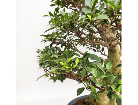 Ficus Retusa - Figuier - 115 cm