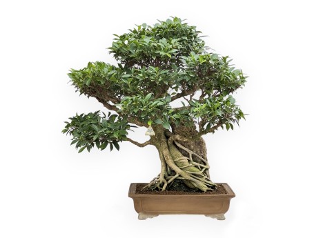 Ficus Retusa - 88 cm