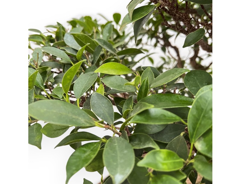 Ficus Retusa - 88 cm