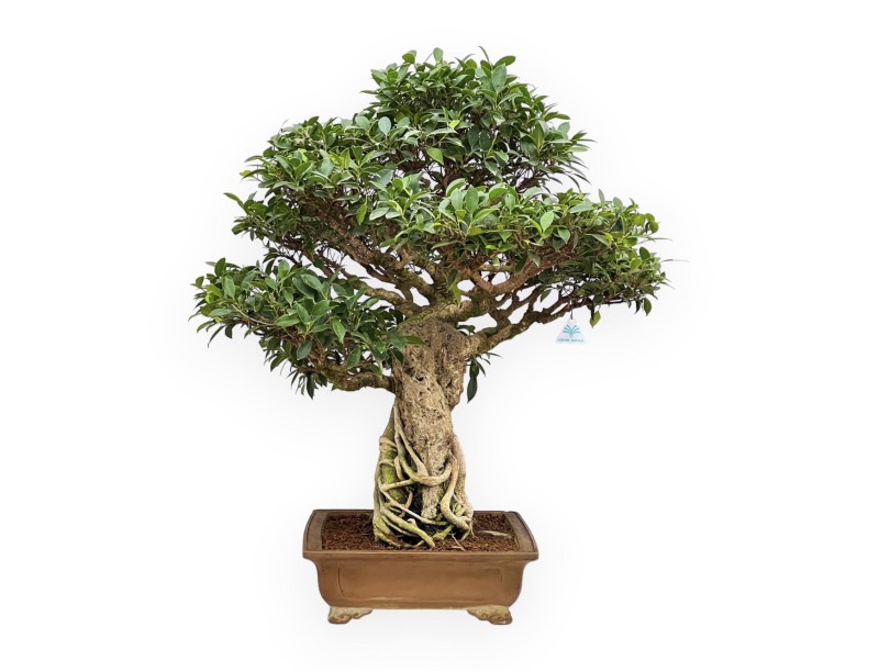 Ficus Retusa - 88 cm