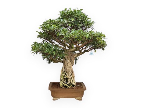 Ficus Retusa - 88 cm