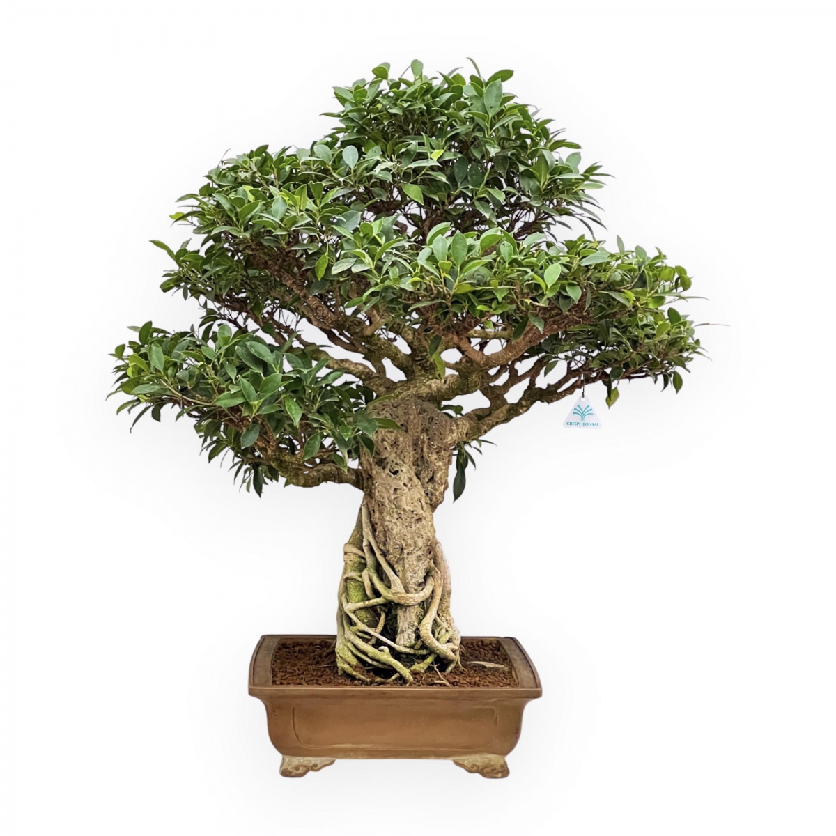 Bonsai Olivo FICUS RETUSA, 5 AÑOS. Bonsái De Interior | Garden Rivas Bonsai  De Interior, image size:1200x1200
