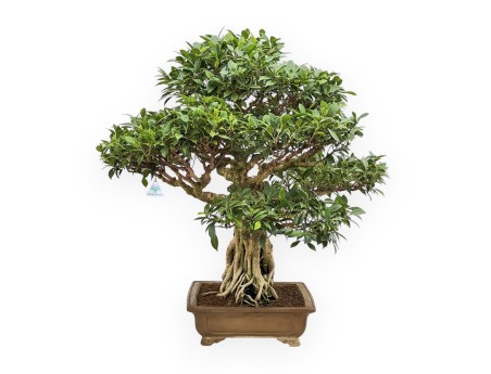 Ficus Retusa - 88 cm