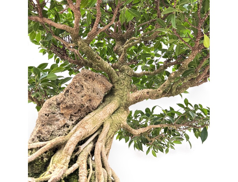 Ficus Retusa - 88 cm