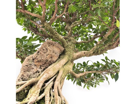 Ficus Retusa - 88 cm