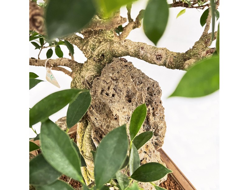 Ficus Retusa - 88 cm