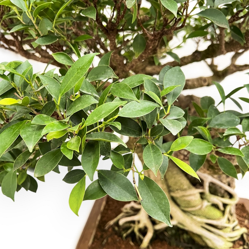 Ficus Retusa - 88 cm