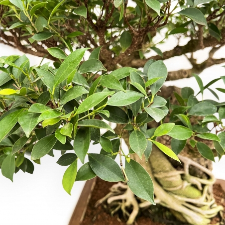 Ficus Retusa - 88 cm