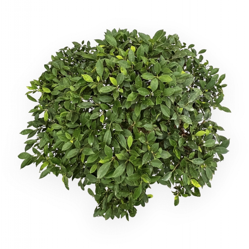 Ficus Retusa - 88 cm