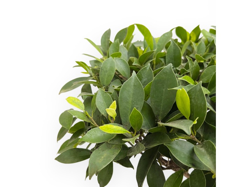 Ficus Retusa - 82 cm