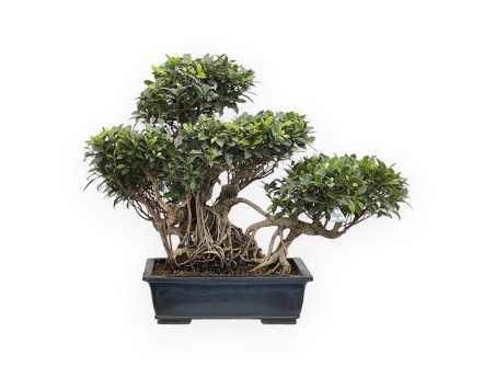 Ficus Retusa - 82 cm