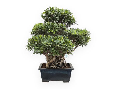 Ficus Retusa - 82 cm