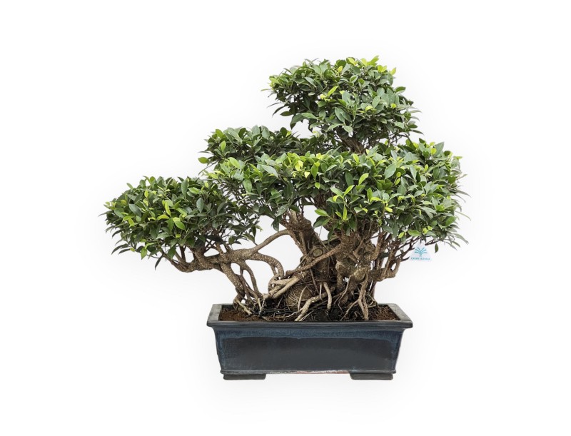 Ficus Retusa - 82 cm