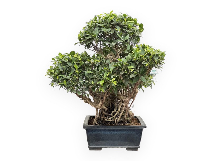 Ficus Retusa - 82 cm
