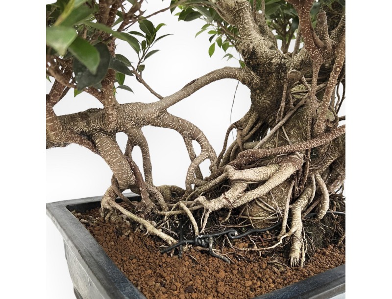 Ficus Retusa - 82 cm