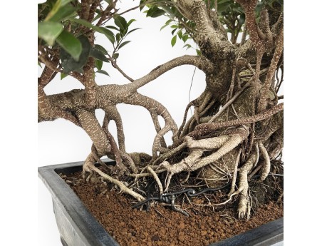 Ficus Retusa - 82 cm