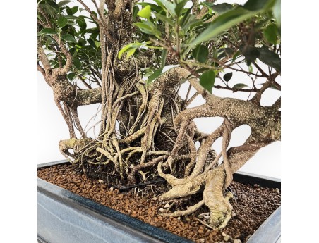 Ficus Retusa - 82 cm