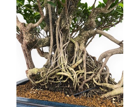 Ficus Retusa - 82 cm