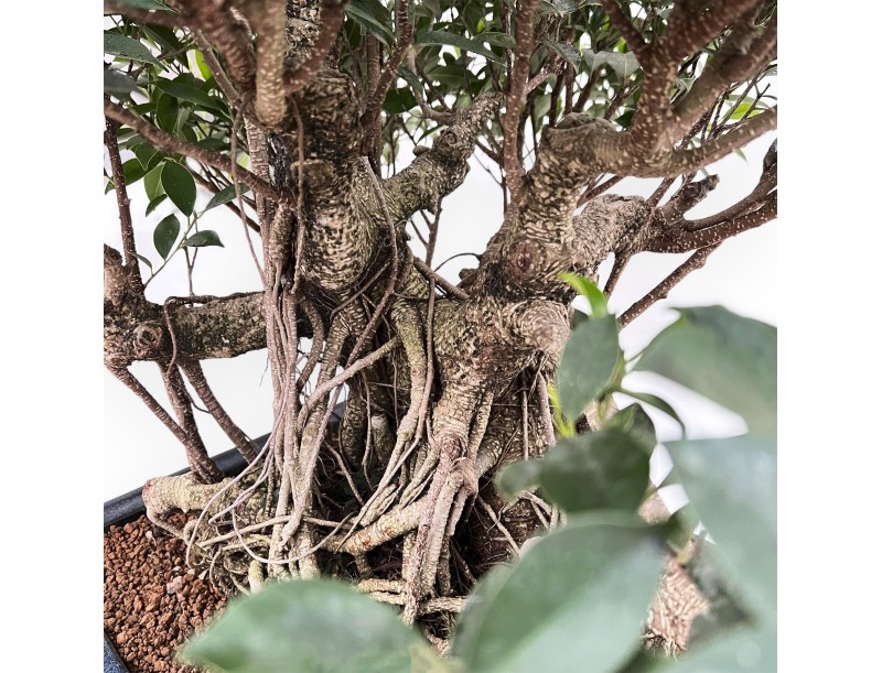 Ficus Retusa - 82 cm