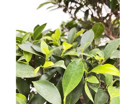 Ficus Retusa - 82 cm