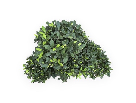 Ficus Retusa - 82 cm