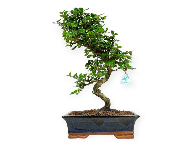 Carmona Macrophylla - Funkientree - 50 cm
