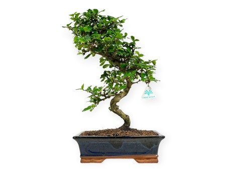 Carmona Macrophylla - Tea tree - 50 cm