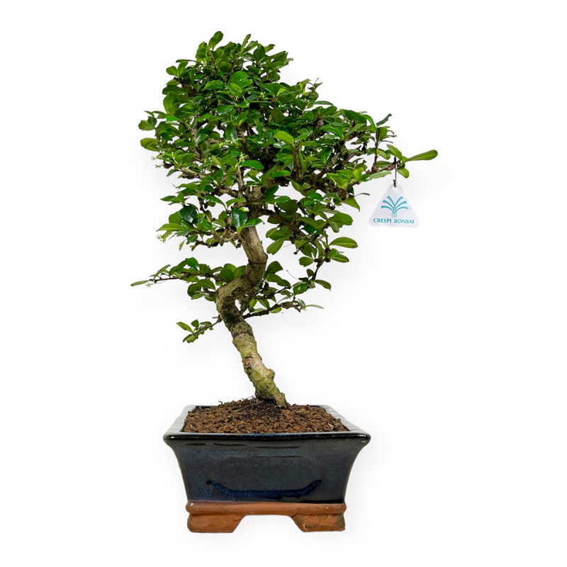 Carmona Macrophylla - Arbre à thé - 50 cm