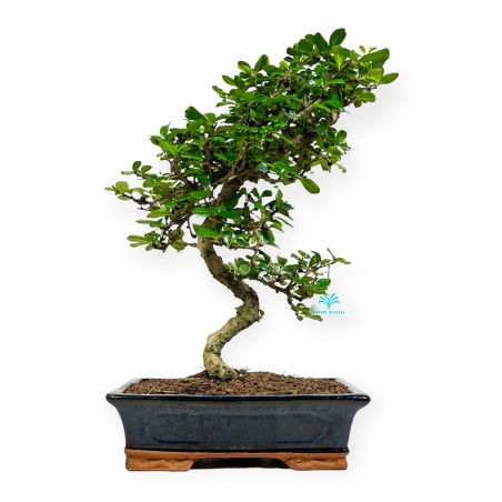 Carmona Macrophylla - Pianta del tè - 50 cm