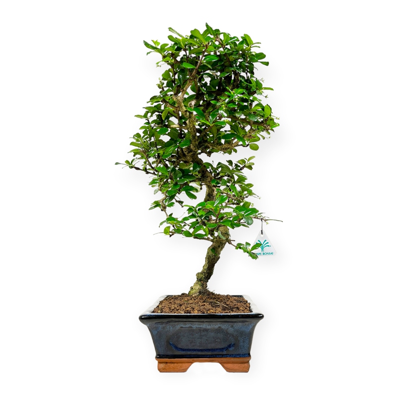 Carmona Macrophylla - Tea tree - 50 cm