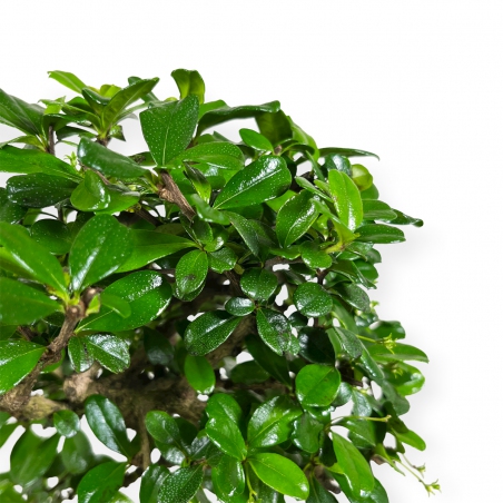 Carmona Macrophylla - Pianta del tè - 50 cm