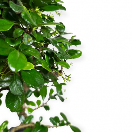 Carmona Macrophylla - Funkientree - 50 cm