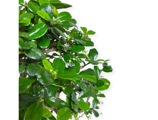 Carmona Macrophylla - Pianta del tè - 50 cm 2