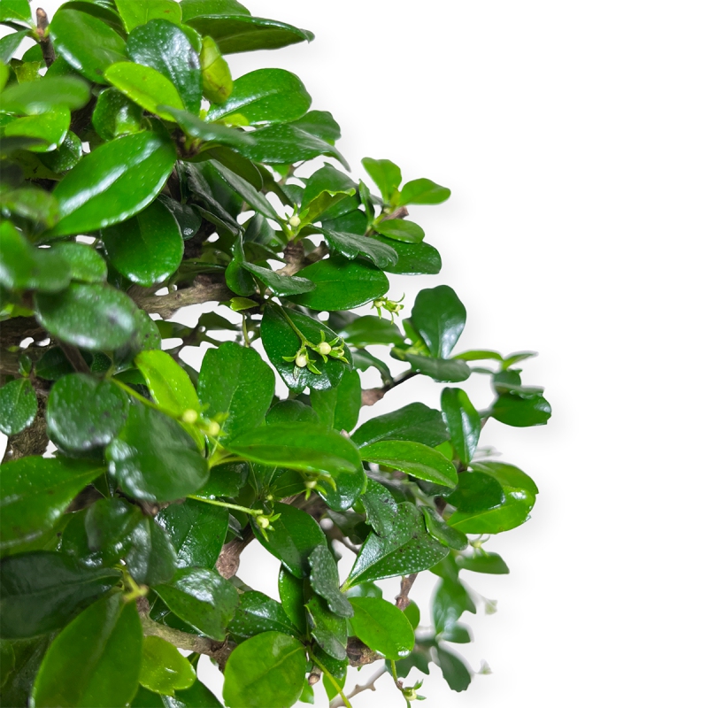 Carmona Macrophylla - Tea tree - 50 cm