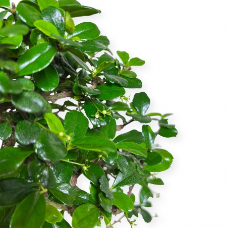 Carmona Macrophylla - Pianta del tè - 50 cm