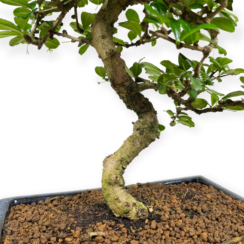 Carmona Macrophylla - Pianta del tè - 50 cm