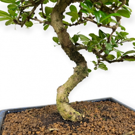 Carmona Macrophylla - Pianta del tè - 50 cm