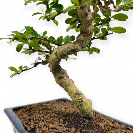Carmona Macrophylla - Tea tree - 50 cm