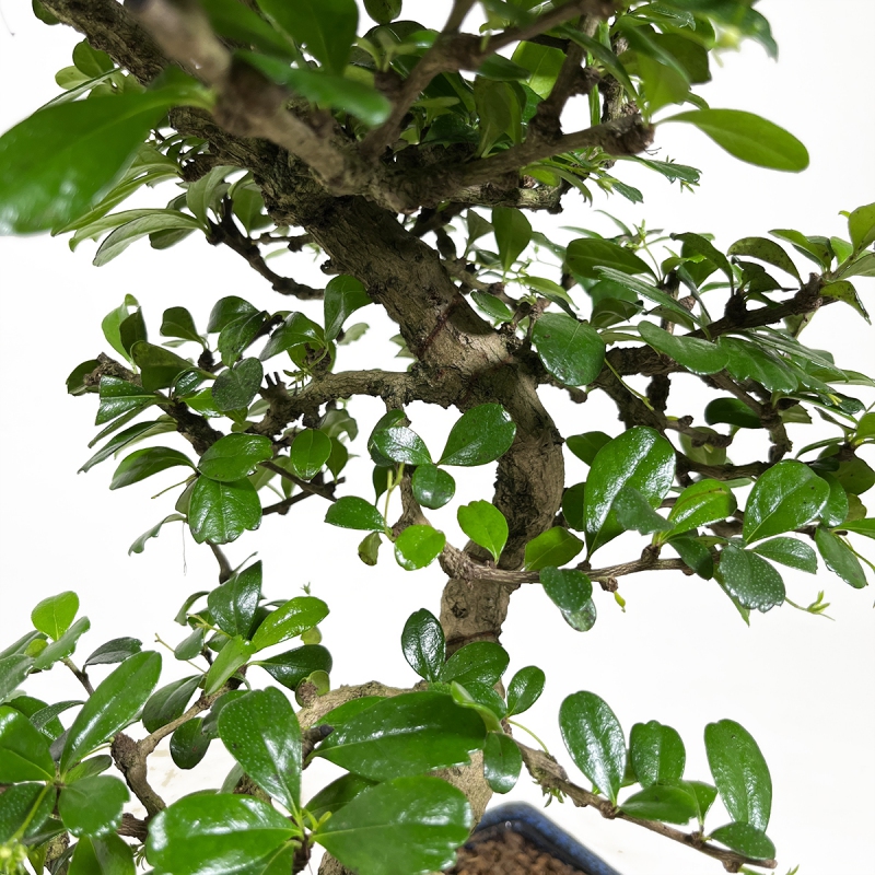 Carmona Macrophylla - Arbre à thé - 50 cm