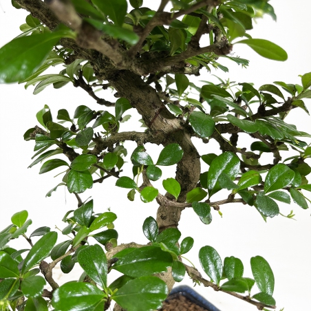 Carmona Macrophylla - Pianta del tè - 50 cm