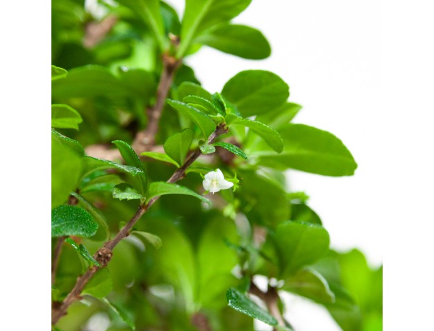 Carmona Macrophylla – Teepflanze – 45 cm 2