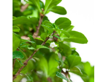 Carmona Macrophylla - Plante à thé - 45 cm
