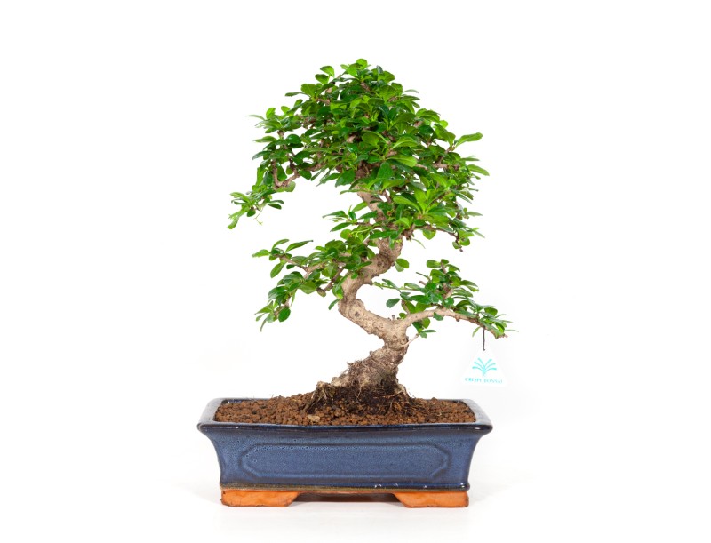 Carmona Macrophylla - Arbre à thé - 45 cm