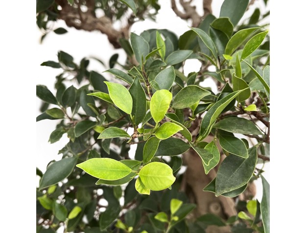 Ficus Retusa - 88 cm 2