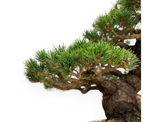 Pinus Pentaphylla - Vijfnaaldsden - 39 cm 2