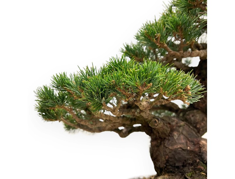 Pinus Pentaphylla - Pine five needles - 39 cm