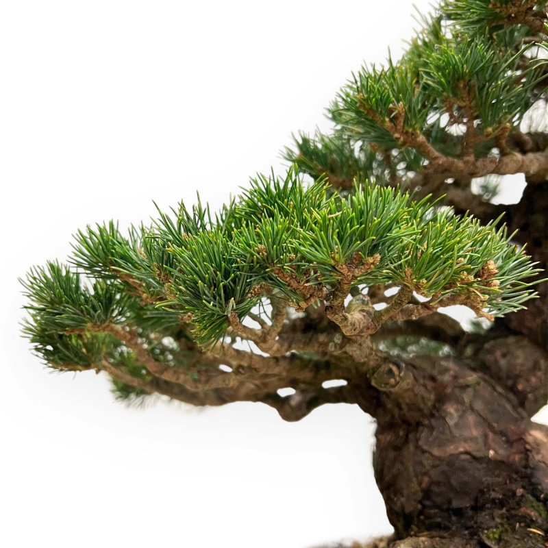 Pinus Pentaphylla - Pino a cinque aghi - 39 cm