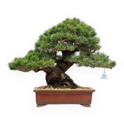 Pinus Pentaphylla - Pino a cinque aghi - 39 cm