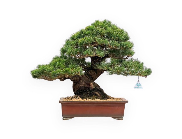 Pinus Pentaphylla - Vijfnaaldsden - 39 cm