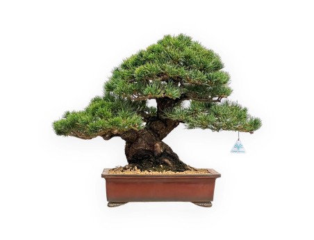 Pinus Pentaphylla - Vijfnaaldsden - 39 cm